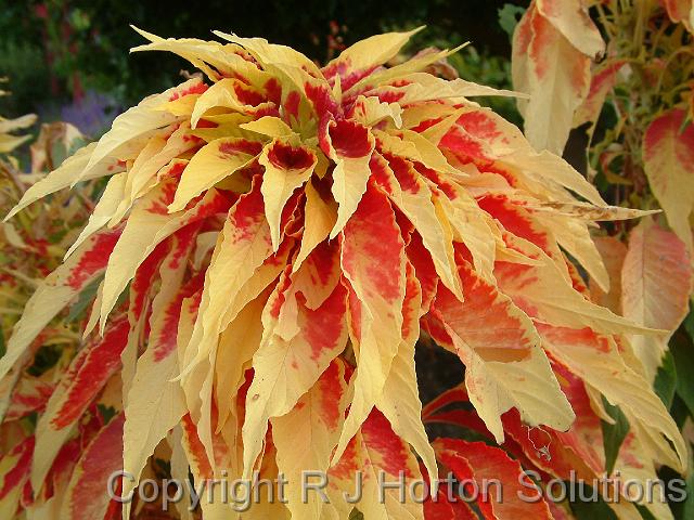 Amaranthus Flying colours